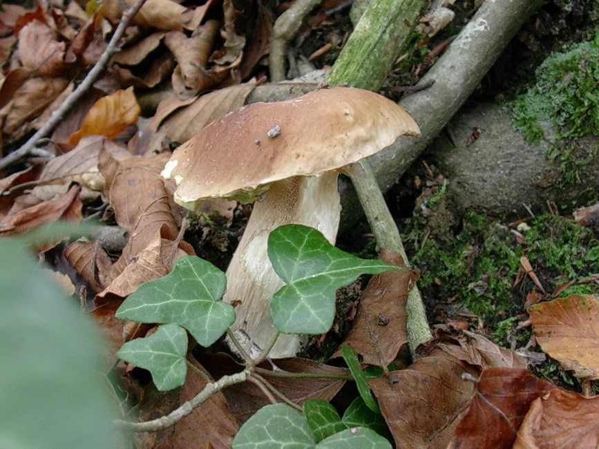 489 Novembre vecchio ritrovamento